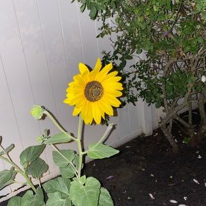 Meet your Posher, Beatriz